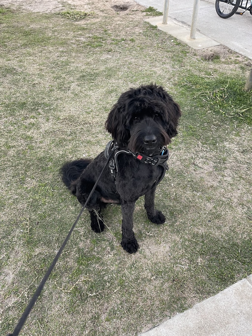 Summer Cuts Dog Grooming | 146 Bishop Rd, Beachmere QLD 4510, Australia | Phone: 0432 366 702