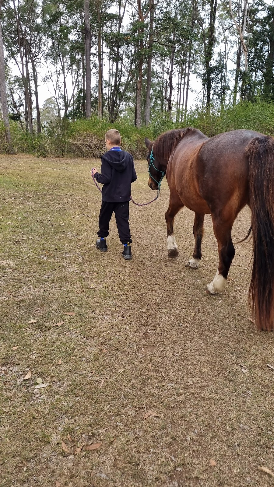 Black Horse Equine Assisted Learning | Bairnsdale School Rd, Yorklea NSW 2470, Australia | Phone: 0419 093 445