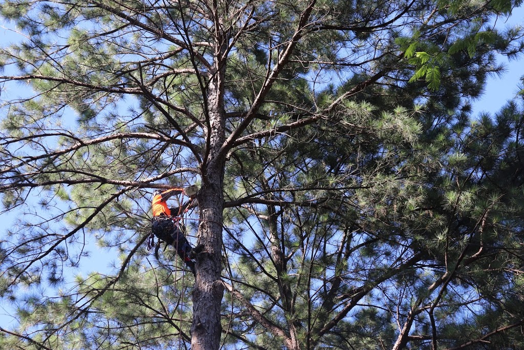 Limb-it-Less Tree Services | Korora Basin Rd, Korora NSW 2450, Australia | Phone: 0447 590 884