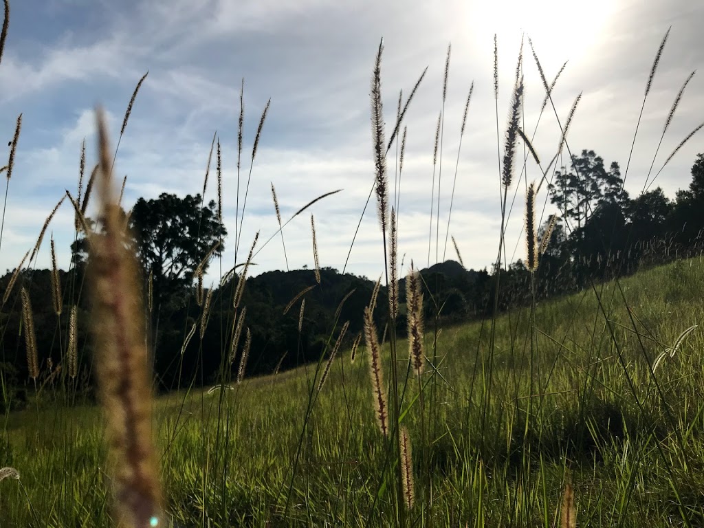 Mount Cooroy Conservation Park | park | Cooroy Mountain QLD 4563, Australia