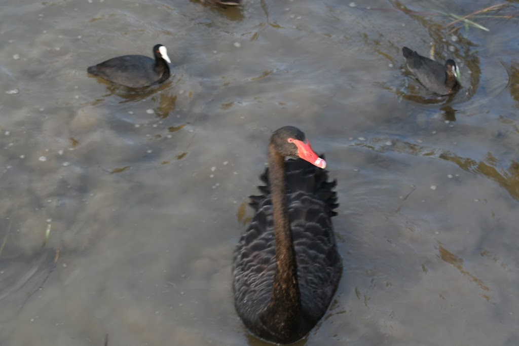 Christina Stead Pond | park | 4 Ballantyne Cres, Franklin ACT 2913, Australia