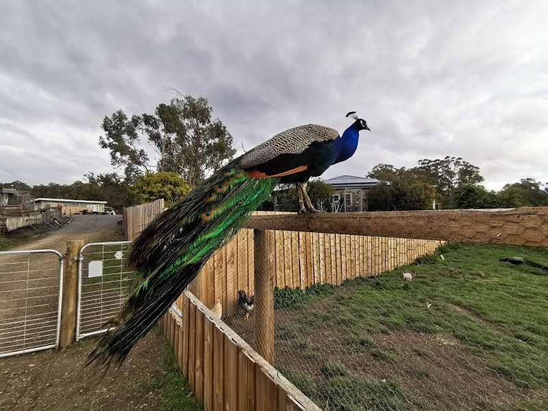 Brightside Farm Sanctuary | 8121 Channel Hwy, Cygnet TAS 7112, Australia | Phone: 0408 658 356