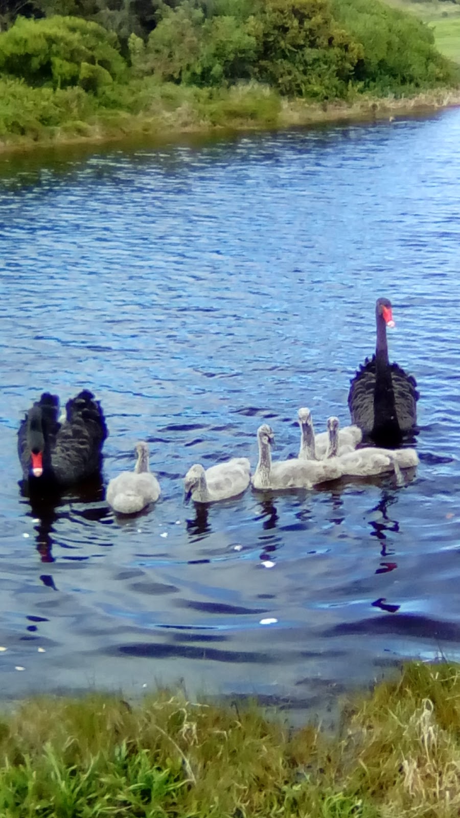 Russell Clark Reserve | park | Port Fairy VIC 3284, Australia