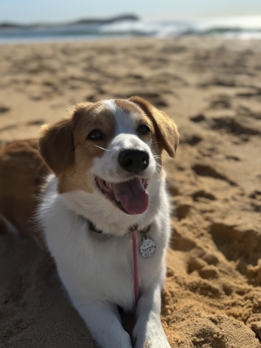 Coastal Canine Connection | 141 Hiawatha Rd, Woongarrah NSW 2259, Australia | Phone: 0452 573 647