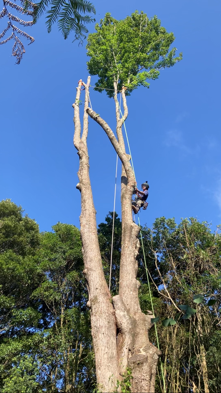 DC TREE CARE | Far Meadow NSW 2535, Australia | Phone: 0423 903 946