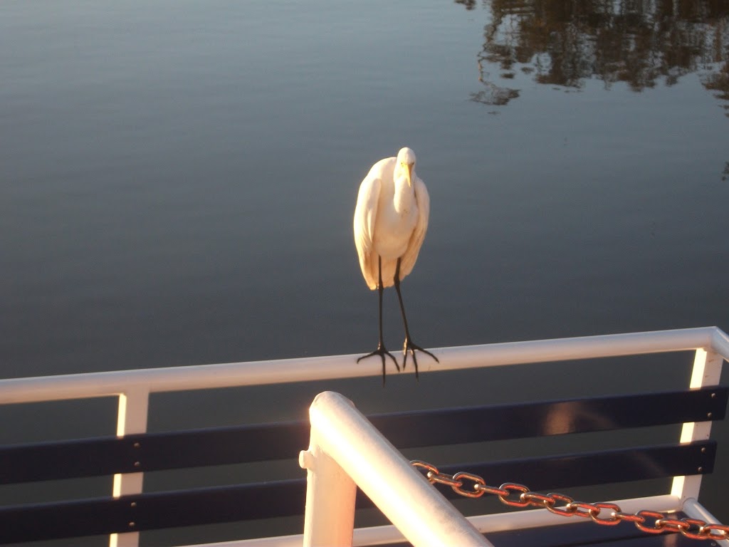 Noosa Queen River Cruises | travel agency | 2 Parkyn Ct, Noosa Heads QLD 4565, Australia | 0754556661 OR +61 7 5455 6661