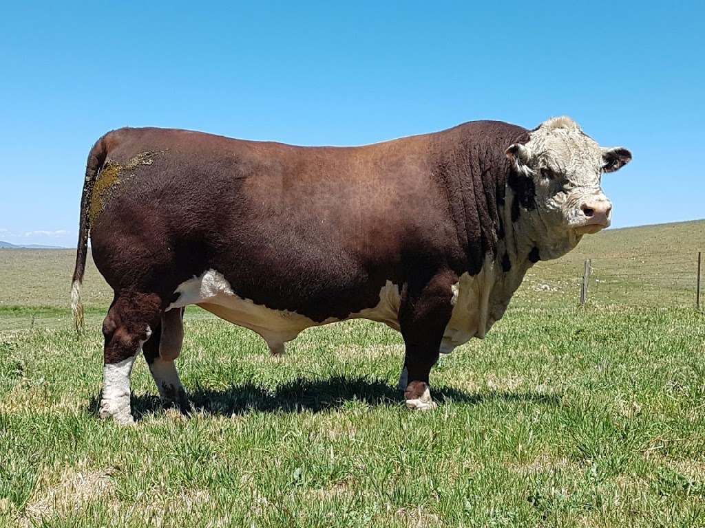 Gunyah Hereford Stud | Kosciuszko Rd, Cootralantra NSW 2628, Australia | Phone: 0403 483 702