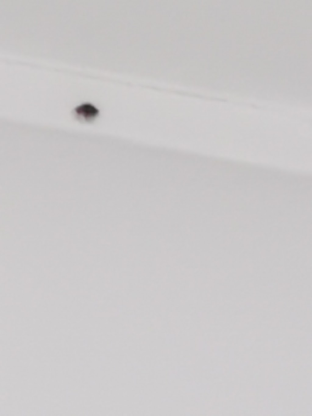 Cheap Pest Control | Leeming WA 6149, Australia | Phone: 0422 500 250