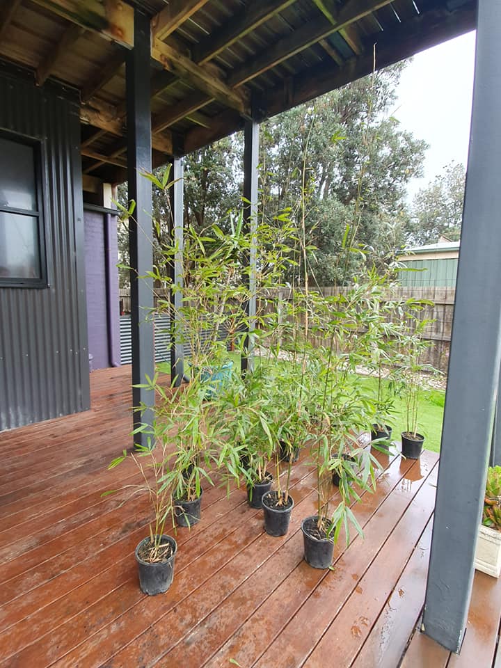Bamboo Grove (Open via Appointment) | 60 Rosehill Rd, Melbourne VIC 3093, Australia | Phone: 0404 576 194