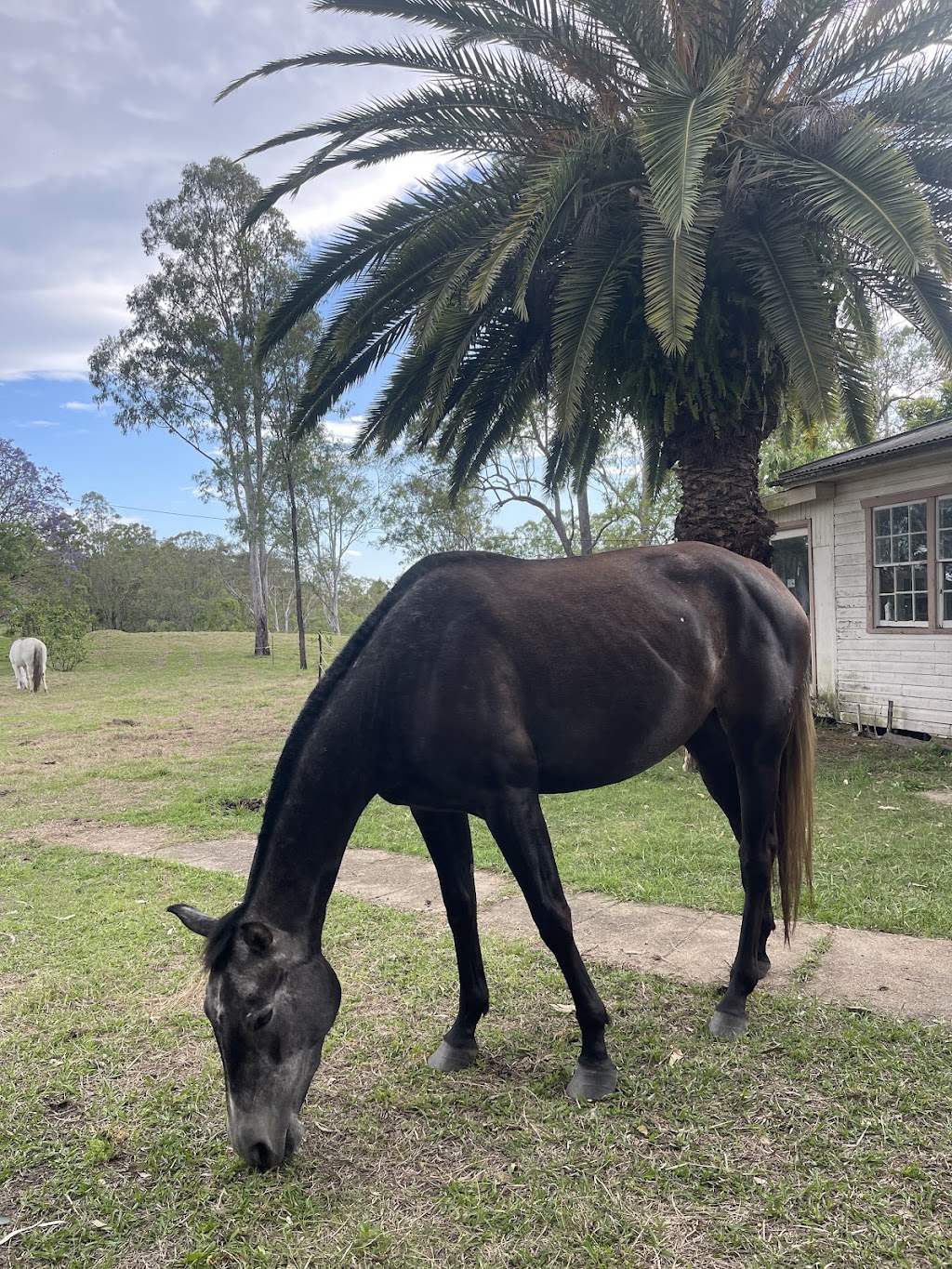 The Ranch on Clarence | 9995 Clarence Way, Louisa Creek NSW 2469, Australia | Phone: 0408 752 181