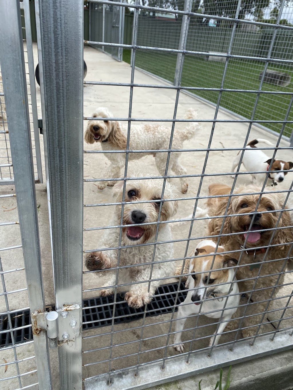 All Breeds | Shop 22/73 Meroo St, Bomaderry NSW 2541, Australia | Phone: 0458 302 831