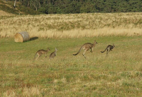 Charleson Farm | Wensleydale VIC 3241, Australia | Phone: 0447 345 520