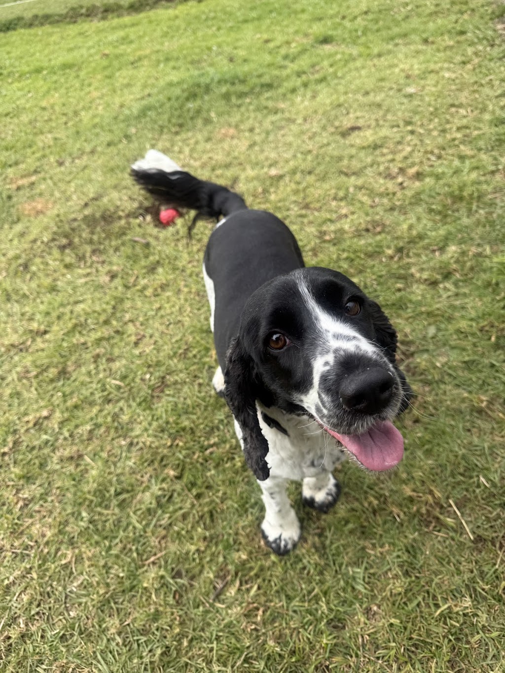 The Pamper Pup House | 680 Arina Rd, Bargo NSW 2574, Australia | Phone: 0493 308 557