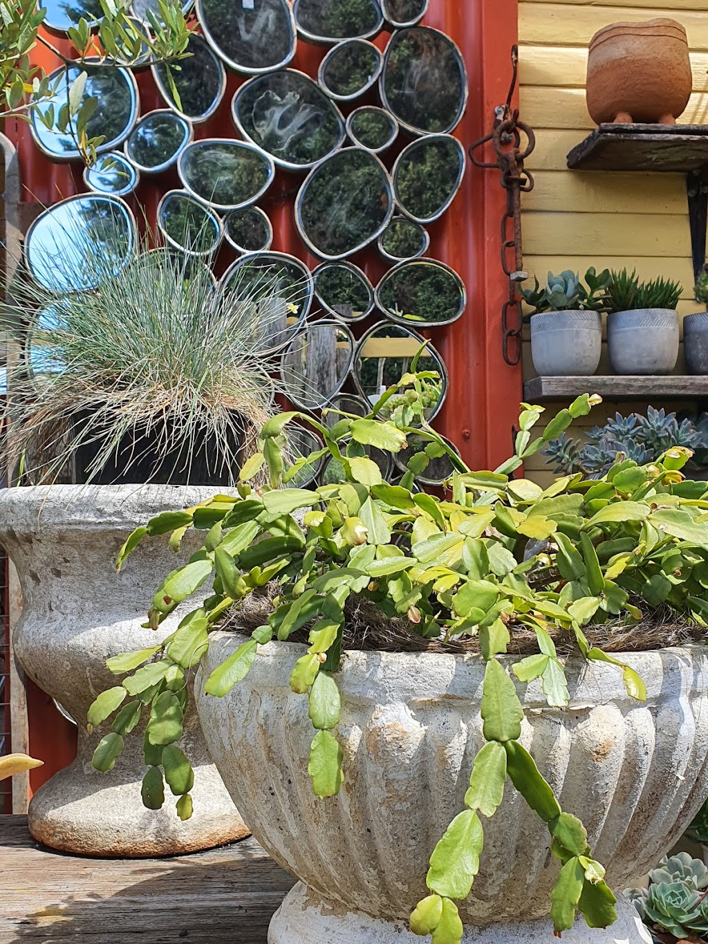 Eclectic the curious Plantman | 3988 Wingham Rd, Comboyne NSW 2429, Australia | Phone: 0477 056 395
