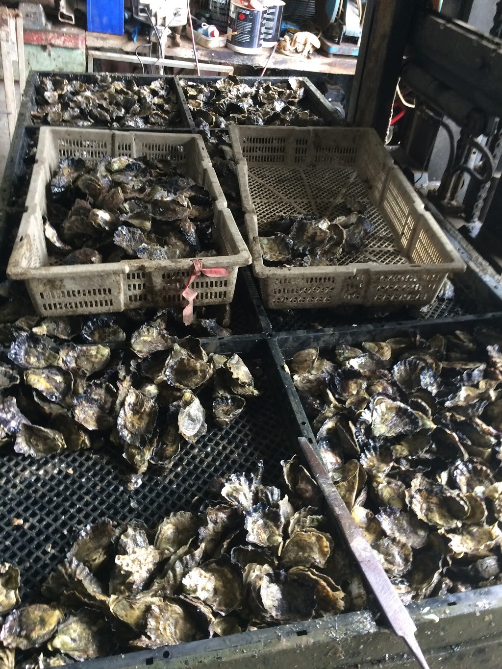 Oysters Direct (Alldinga Pty Ld) | 72 Frederick Dr, Oyster Cove NSW 2318, Australia | Phone: (02) 4984 5288