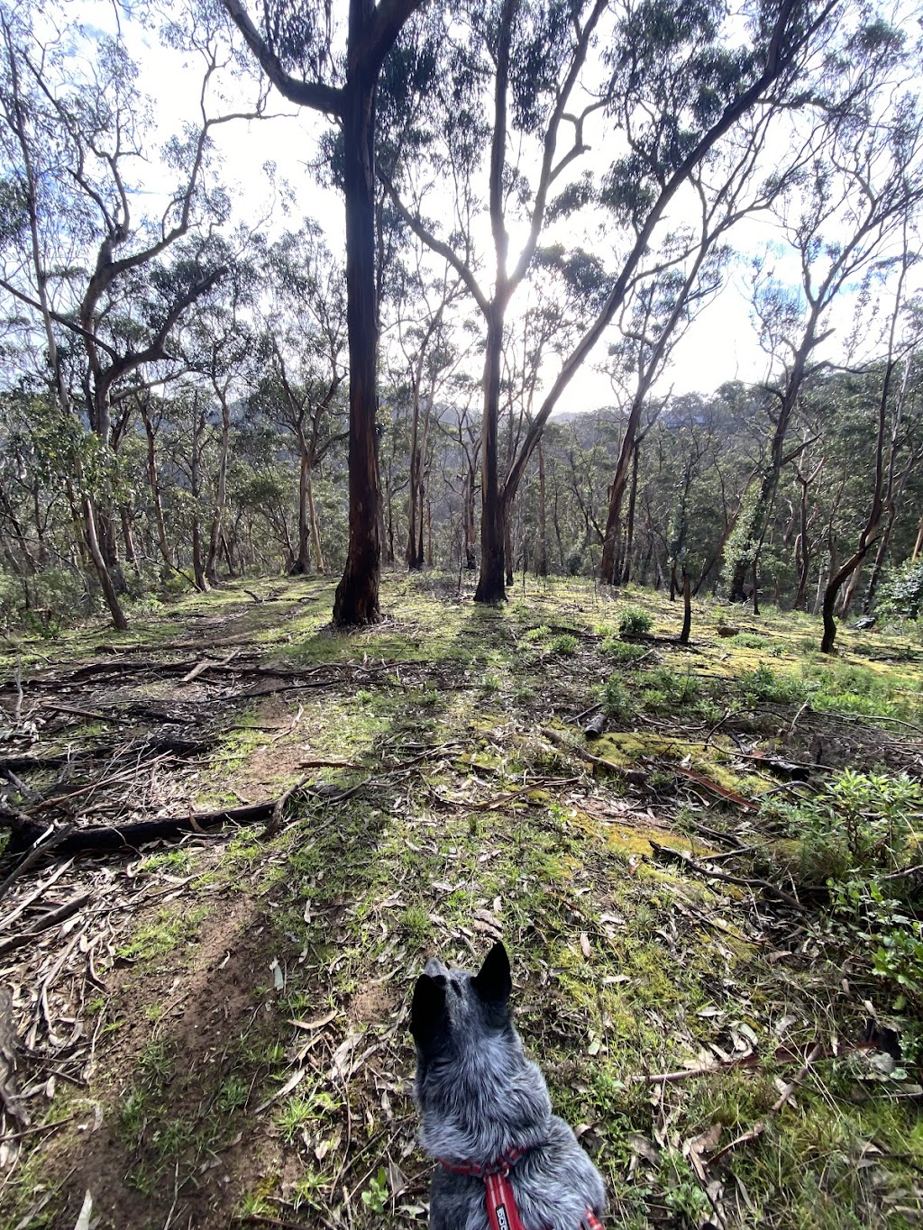 Surfcoast DOG WALKING | 24 Gilbert St, Aireys Inlet VIC 3231, Australia | Phone: 0459 326 422