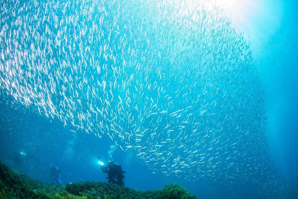 Rottnest Snorkel | Colebatch Ave, Rottnest Island WA 6161, Australia | Phone: 0499 523 166