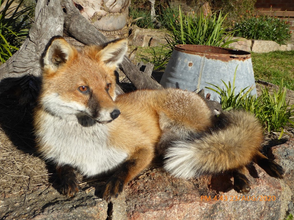 Red Fox Taxidermy | Sugarloaf Rd, Stanthorpe QLD 4380, Australia | Phone: 0438 176 169