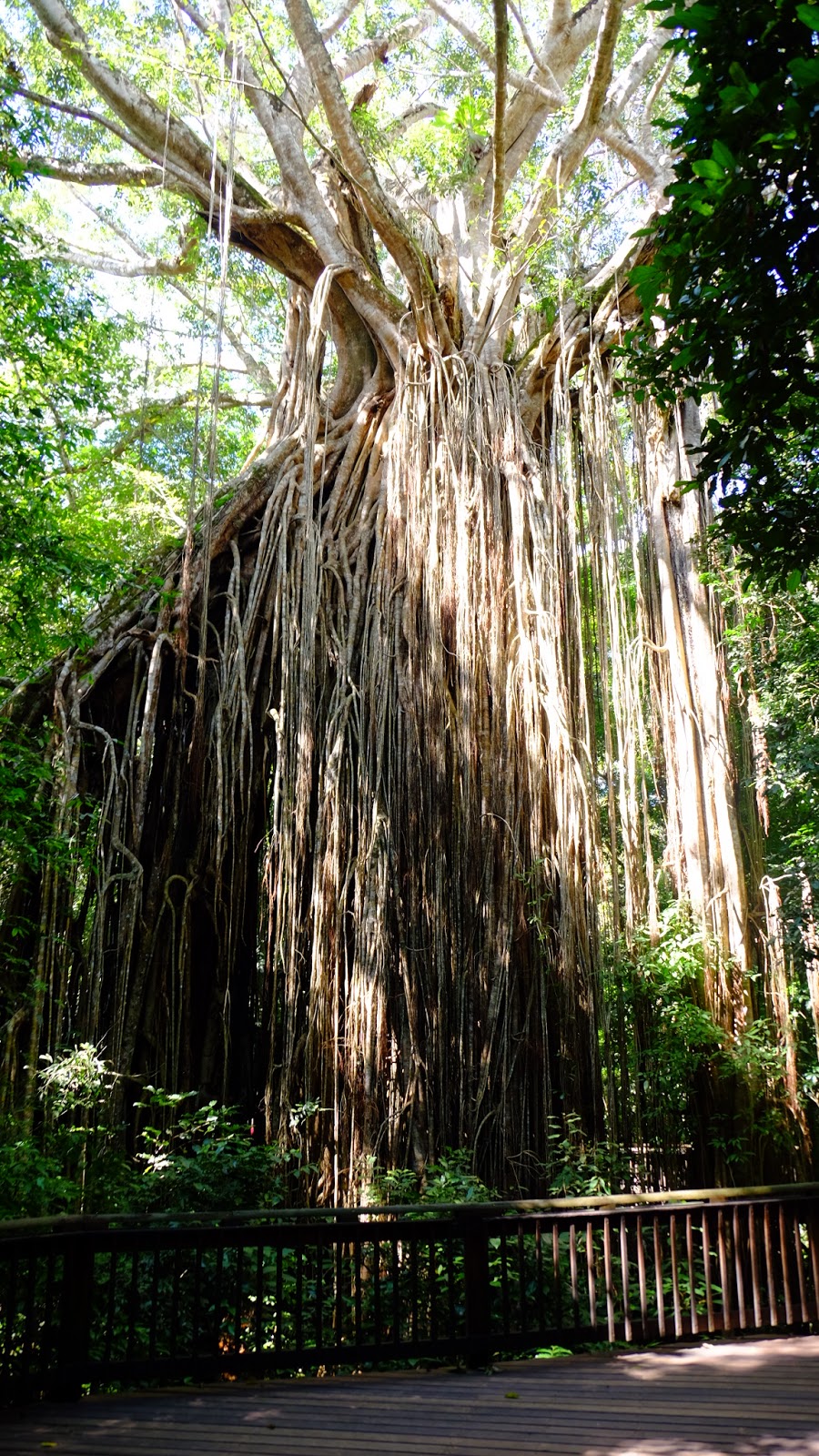 Curtain Fig Tree | tourist attraction | Fig Tree Road, East Barron QLD 4883, Australia | 0740914222 OR +61 7 4091 4222