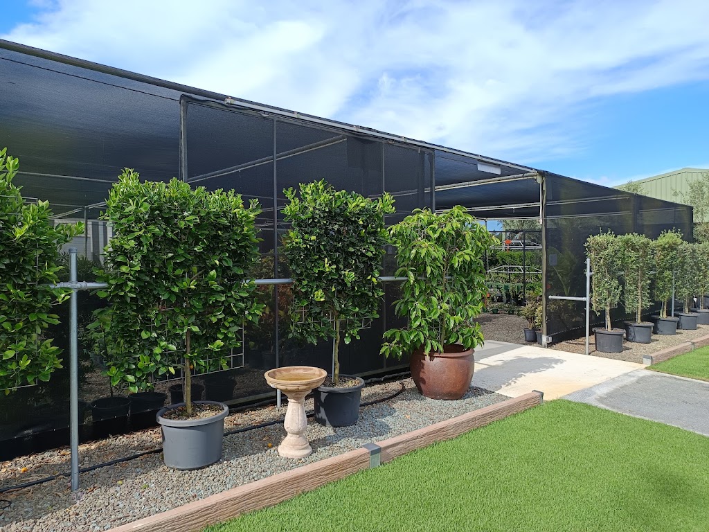Rutters Road Nursery -Wholesale Only | 196 Rutters Rd, Elimbah QLD 4516, Australia | Phone: 0416 122 857