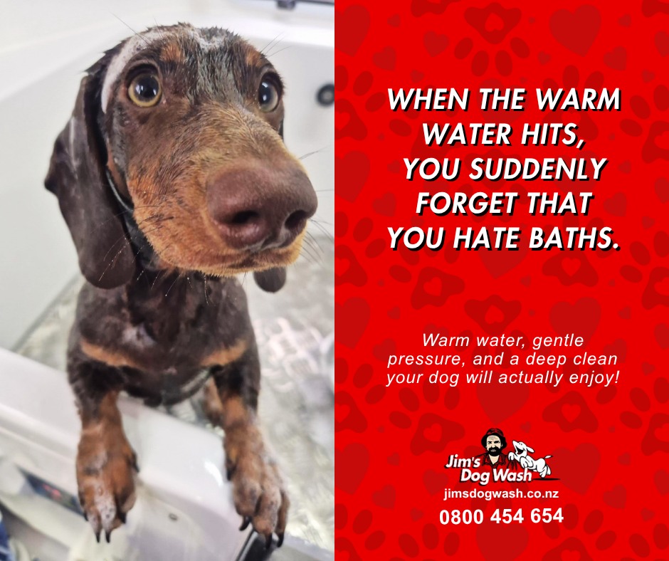 Jims Dog Wash Marsden Park | 15 Colebee Cres, Hassall Grove NSW 2761, Australia | Phone: 0405 166 088