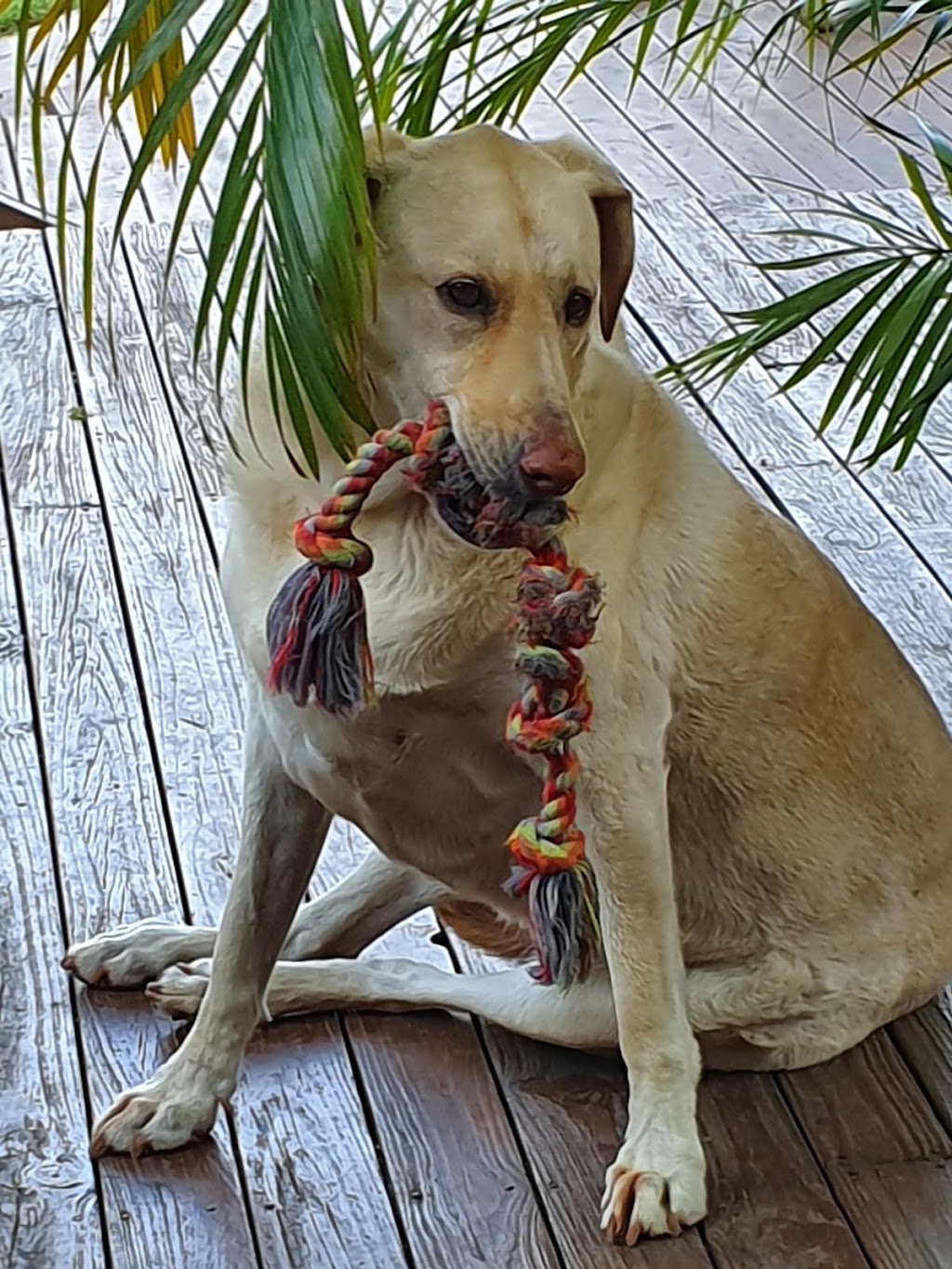 Affordable Pet Care | 37A Mary St, Grafton NSW 2460, Australia | Phone: 0426 964 876