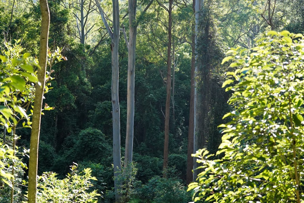 Carawirry Forest Escape | Cabbage Tree Rd, Main Creek NSW 2420, Australia | Phone: 0432 341 744