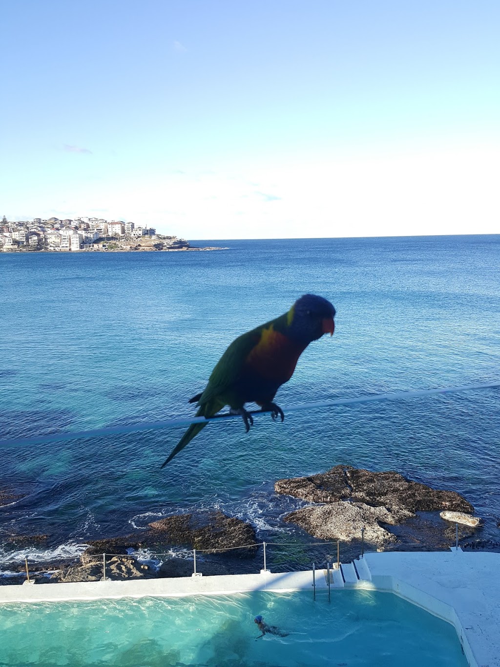 Bondi Icebergs Club | 1 Notts Ave, Bondi NSW 2026, Australia | Phone: (02) 9130 3120