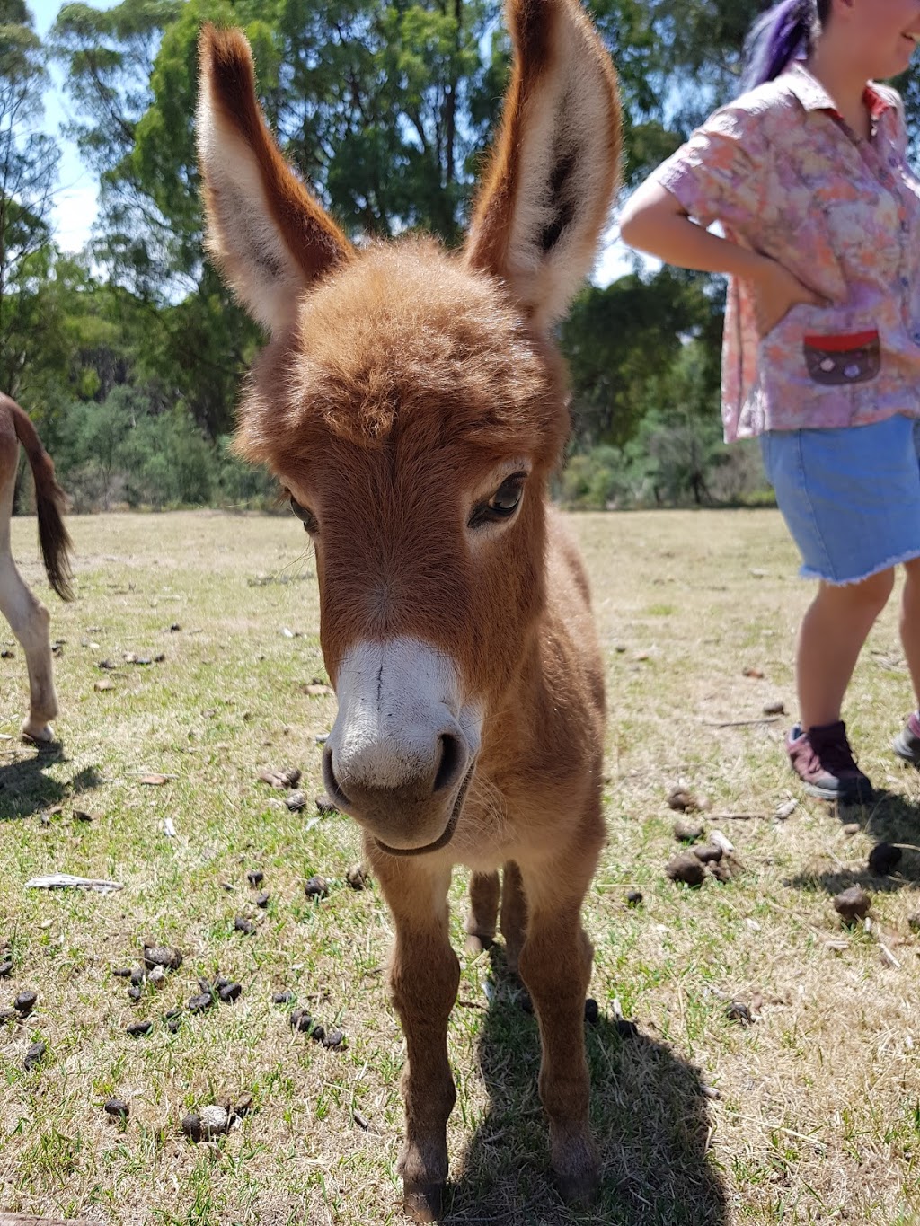 Amelia Rise Donkeys | 915 Terip Rd, Terip Terip VIC 3719, Australia | Phone: 0412 251 114