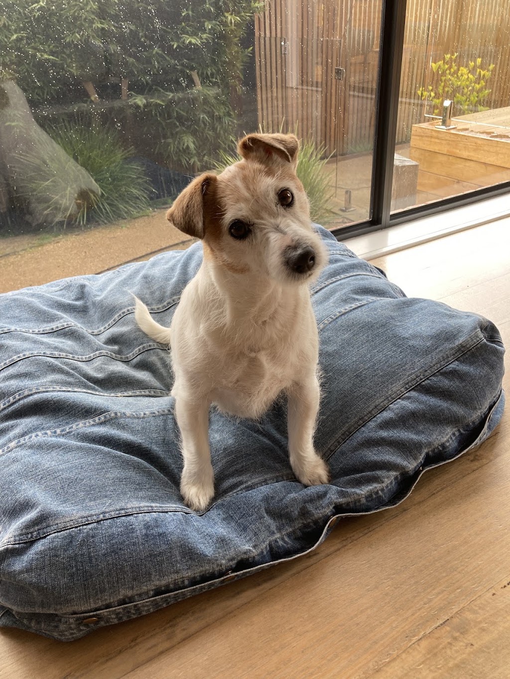 Rainbow Bridge - In-Home Pet Euthanasia | 10 S Beach Rd, Somers VIC 3927, Australia | Phone: 0499 315 689