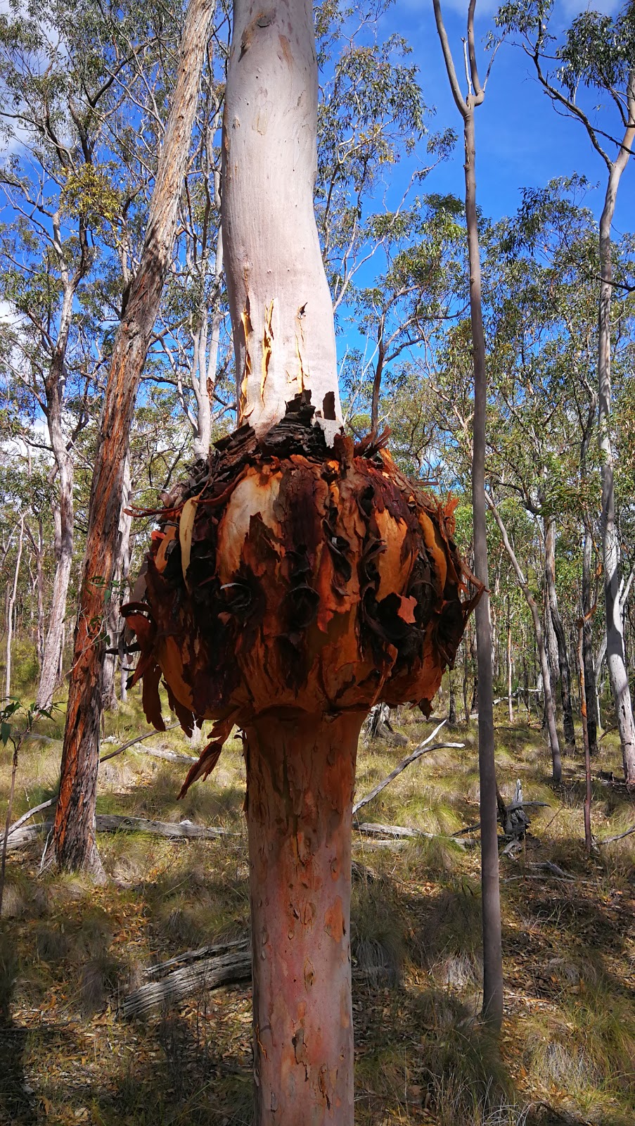 Werakata National Park | Lovedale NSW 2325, Australia | Phone: (02) 6574 5555