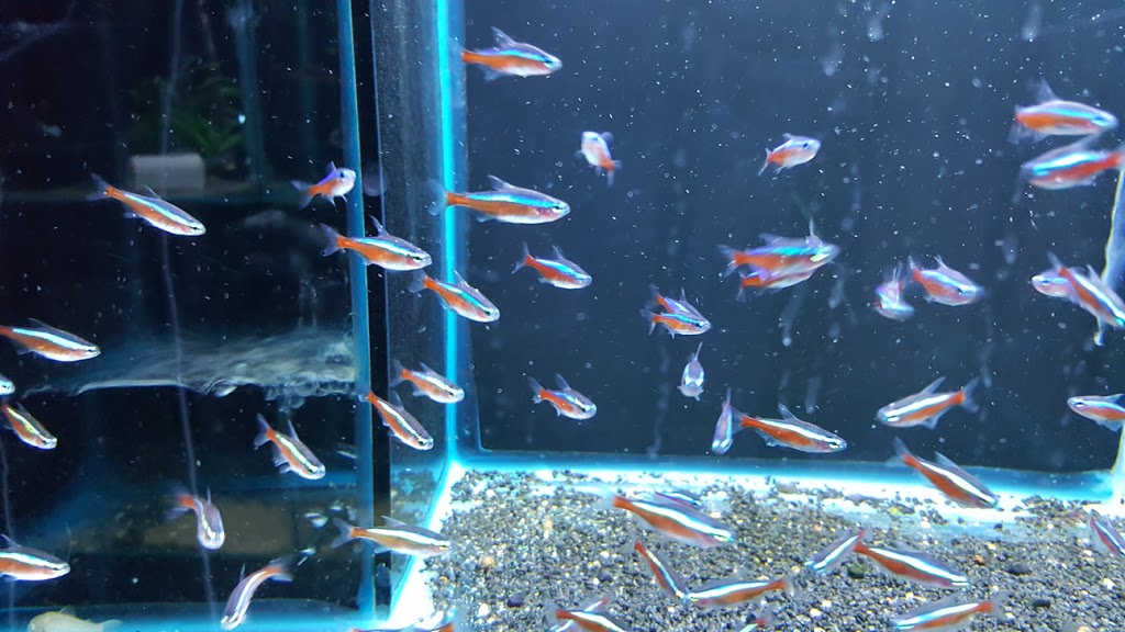 Aquarium Fish Paradise | 466 Payneham Rd, Glynde SA 5070, Australia | Phone: (08) 8336 5062