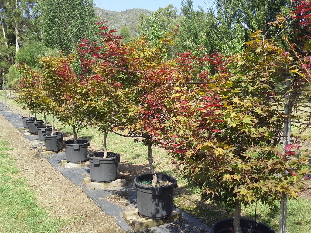 Greenstone Trees | 325a Howqua River Rd, Howqua VIC 3723, Australia | Phone: (03) 5777 3340