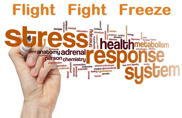 Stephen Gardiner Trauma Therapist | 6 Hansen Ct, Capalaba QLD 4157, Australia | Phone: 0428 083 038