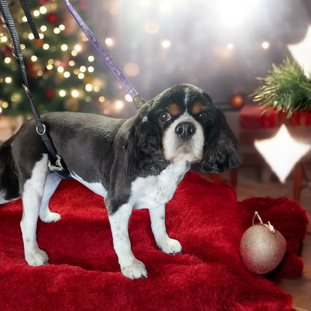 LUSCIOUS PAWS Dog Grooming | 62 Manna Gum Dr, Pakenham VIC 3810, Australia | Phone: 0449 595 252