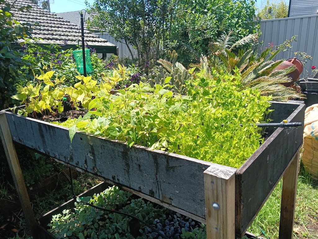 Rosemeadow Veggies Seedlings | 5 Fitzgibbon Ln, Rosemeadow NSW 2560, Australia | Phone: 0412 598 242