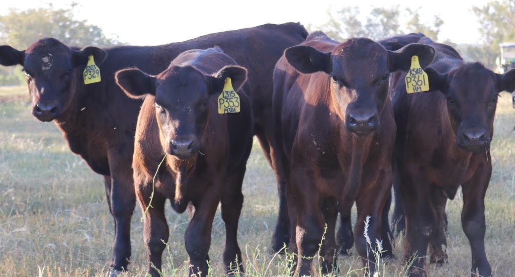 3R Livestock | Loomberah Rd, Loomberah NSW 2340, Australia | Phone: 0412 425 949