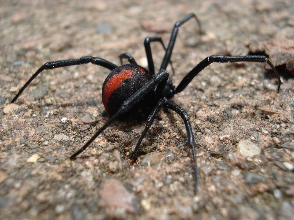 OCG Pest Control Campbelltown | 116 Waminda Ave, Campbelltown NSW 2560, Australia | Phone: (02) 9820 5534