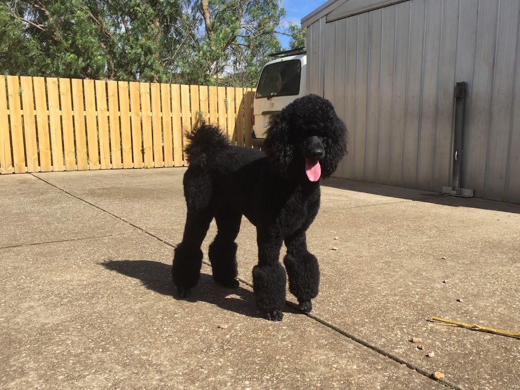 Not Too Shabby Dog Grooming | 45 Bull Mallee Rd, Long Forest VIC 3340, Australia | Phone: 0413 548 422