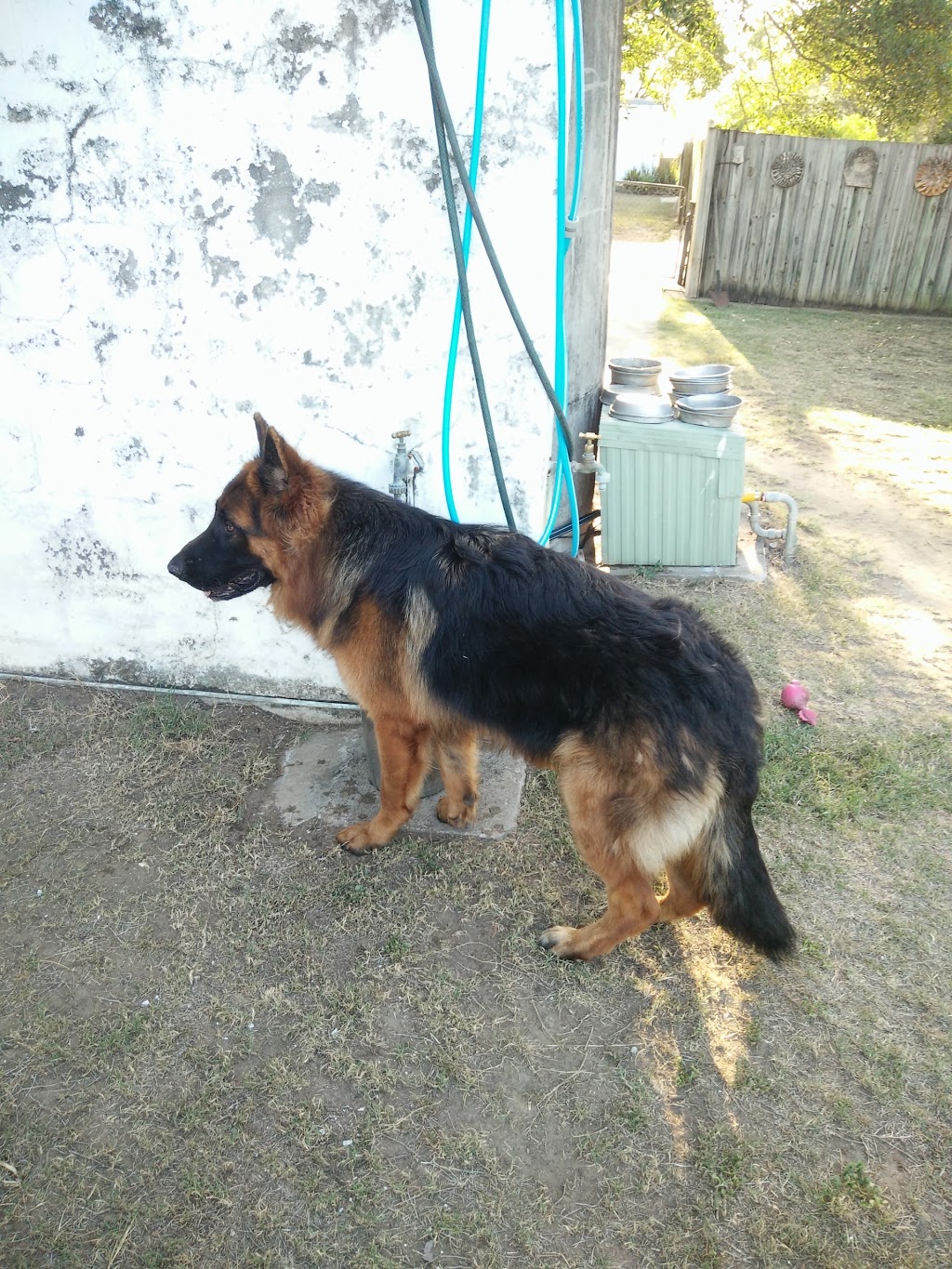 Aylwards Dog School | 49 Lairhopes Rd, Ebenezer (near Rosewood) QLD 4340, Australia | Phone: (07) 5464 1810