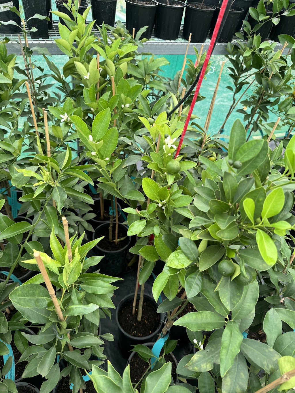 Mount Martin Tropicals | 1086 Mount Martin Loop Rd, Mount Martin QLD 4754, Australia | Phone: 0435 905 409