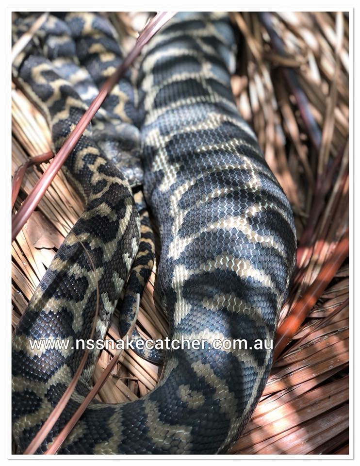 N&S Snake Catcher & Wildlife Demonstrations - Reptile Parties Ip | school | 82 Queen St, Goodna QLD 4300, Australia | 0415136941 OR +61 415 136 941