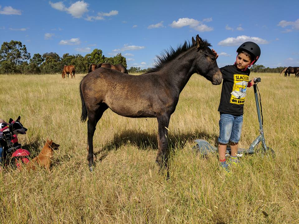 Vinoli Farm | 285 Dorset Rd, Northwood VIC 3660, Australia | Phone: 0420 873 504