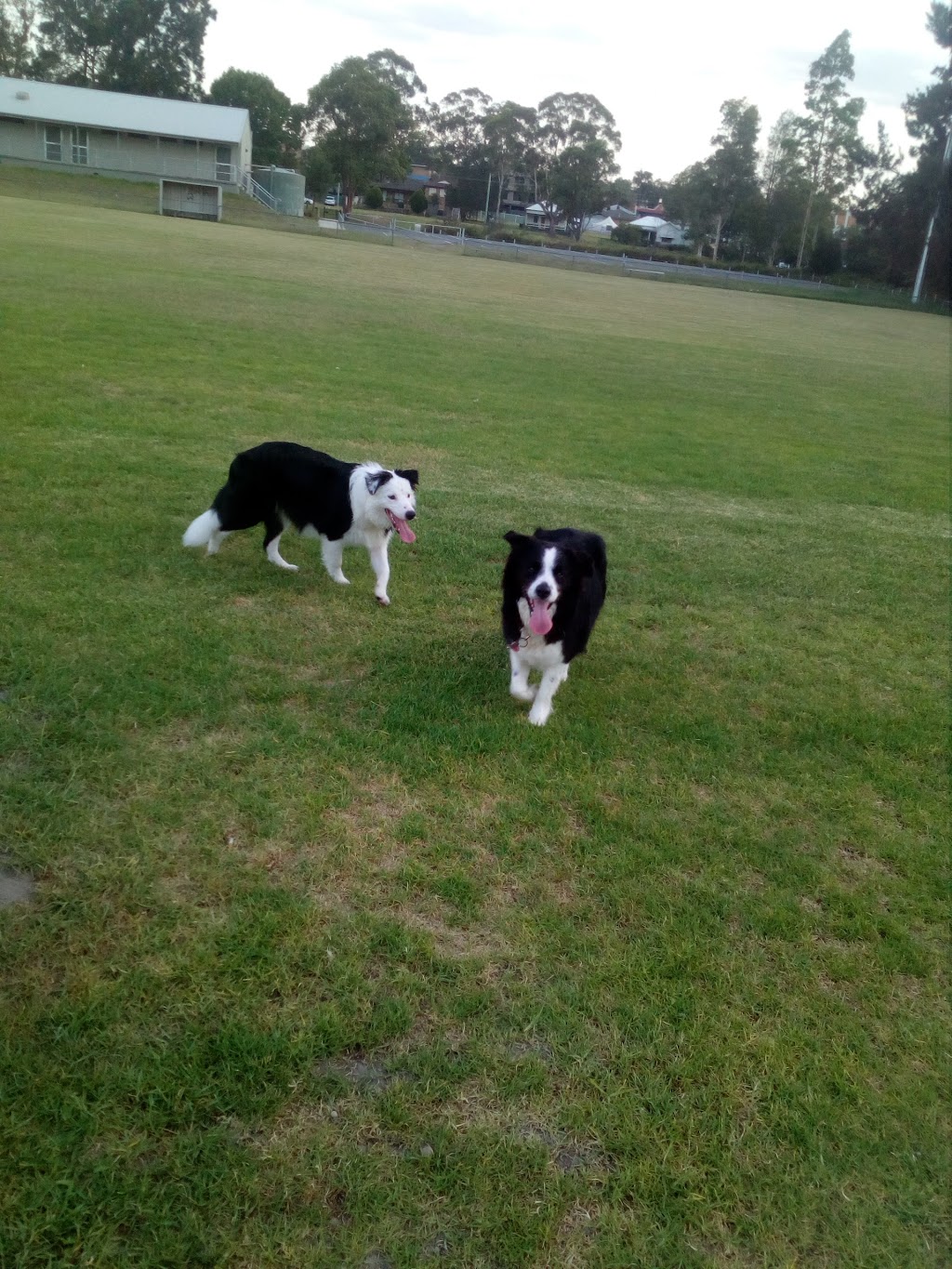 Morisset Dog Exercise Area | 67A Newcastle St, Morisset NSW 2264, Australia