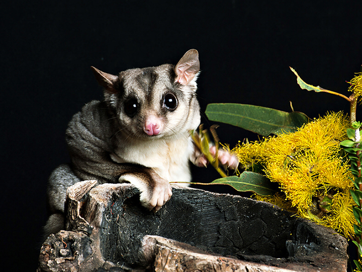 Geelong Pet Photography |  | 36 Henry St, Geelong VIC 3220, Australia | 0419502200 OR +61 419 502 200