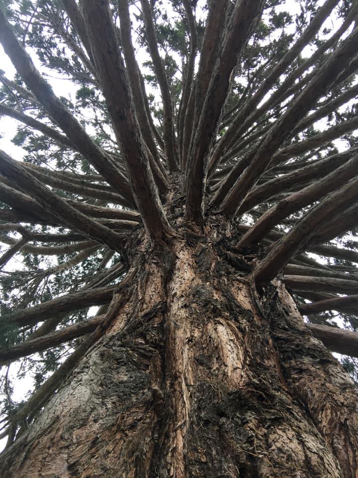 Ability Tree Service | 23 Wards Rd, Darawank NSW 2428, Australia | Phone: 0403 316 576