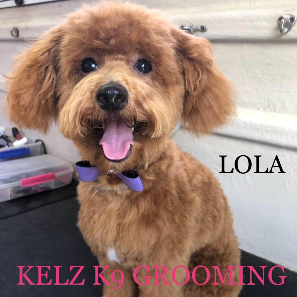 Kelz K9 Grooming |  | 23 Bailey St, Tweed Heads West NSW 2485, Australia | 0499441132 OR +61 499 441 132