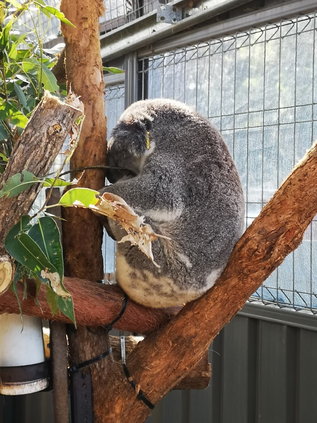 Koala Hospital | veterinary care | Lord St, Port Macquarie NSW 2444, Australia | 0265841522 OR +61 2 6584 1522