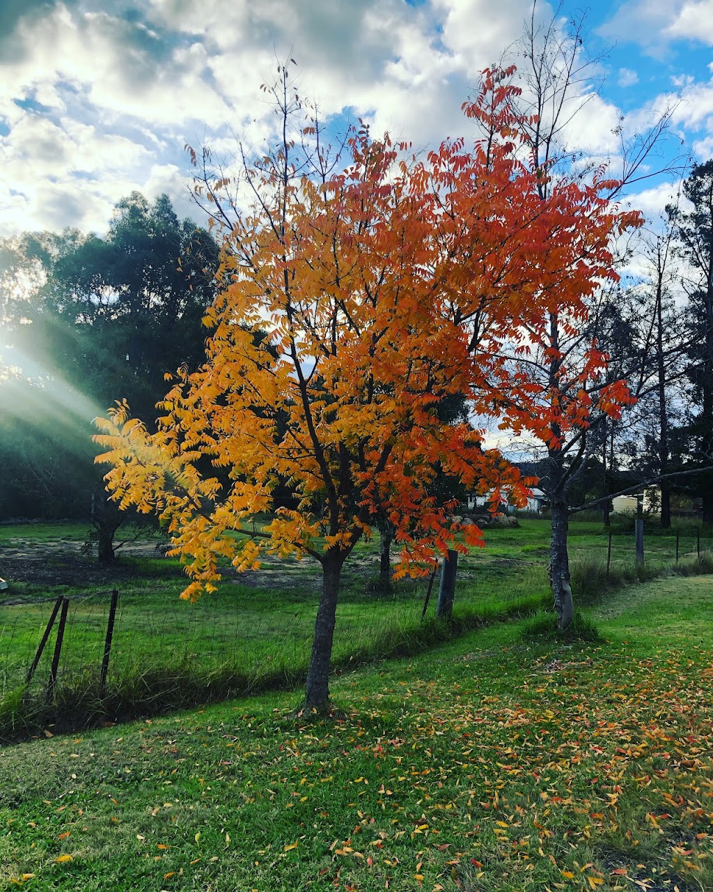 Mt Stirling Farm and Cottages | 200 Collins Rd, Glen Aplin QLD 4381, Australia | Phone: 0415 339 088
