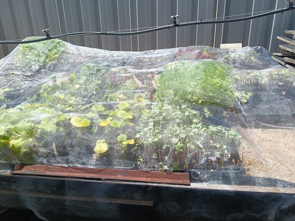 Rosemeadow Veggies Seedlings | 5 Fitzgibbon Ln, Rosemeadow NSW 2560, Australia | Phone: 0412 598 242